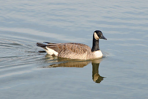 Canada_Goose_Branta_Canadensis.jpg